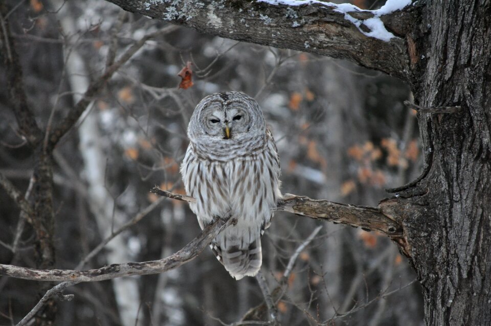 Bird gray birds gray owl