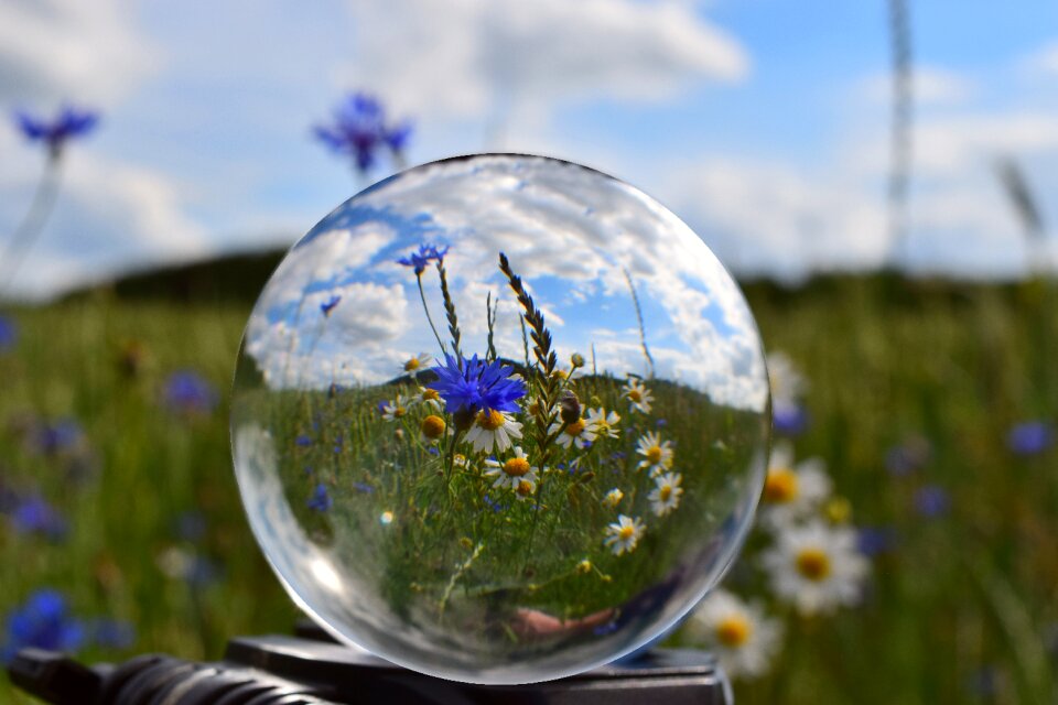 Cornflowers summer nature
