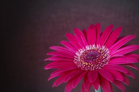 Bloom pink schnittblume photo