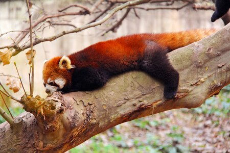Black and white adorable national animal