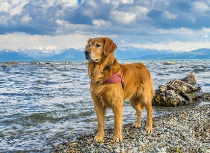Beach winter fur