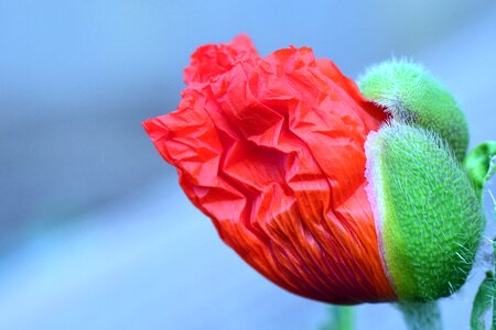 Poppy flower bud poppy bud