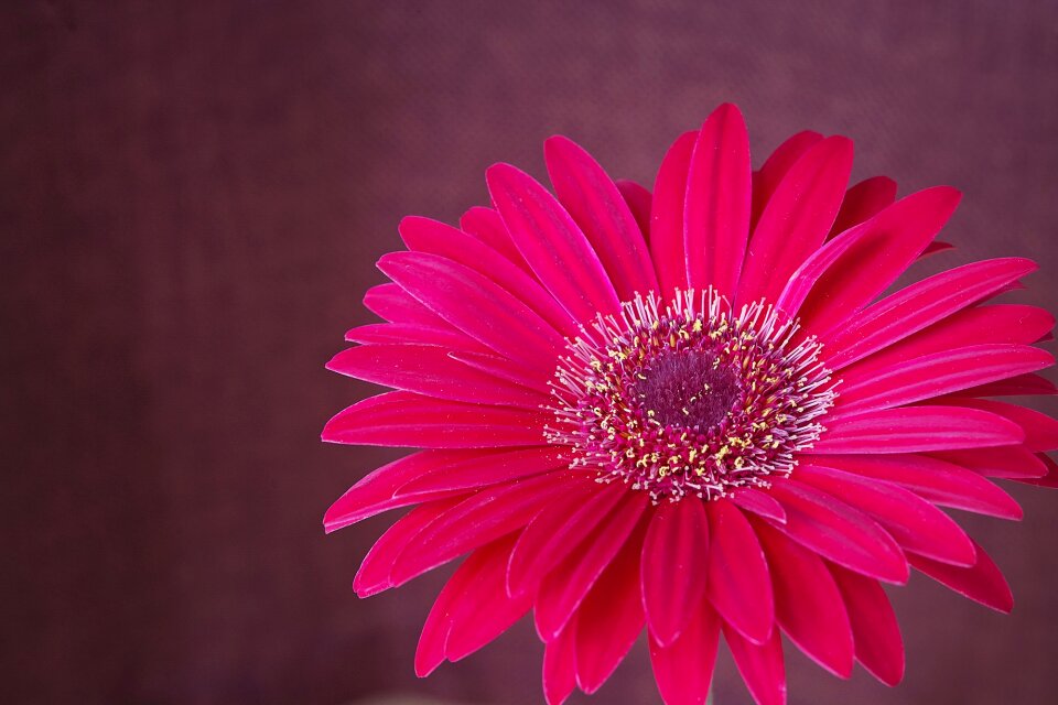Bloom pink petals