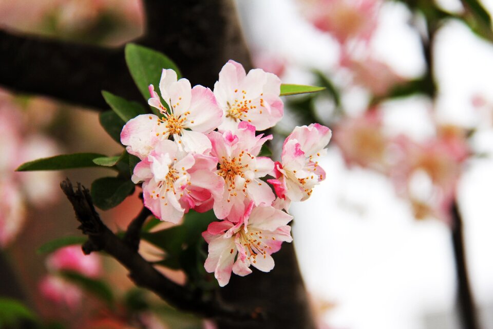 Spring pink red beautiful