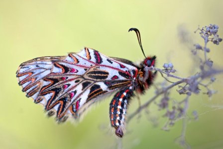 Osterluzeifalter (Zerynthia polyxena) photo