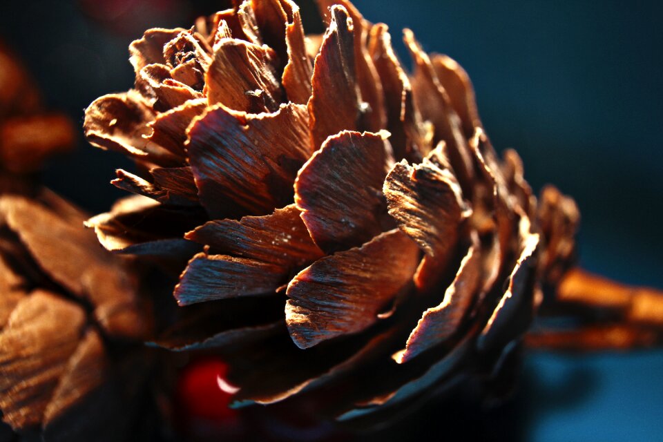 Brown wood conifer