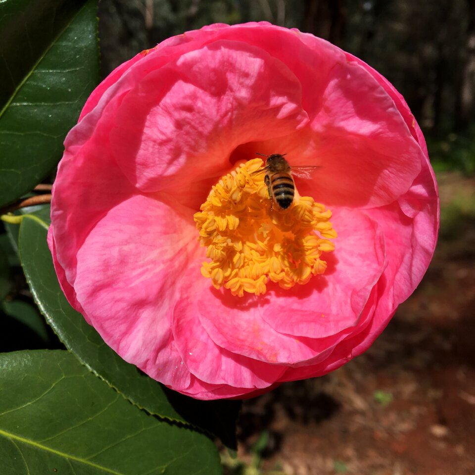 Camellia bee araluen botanic park