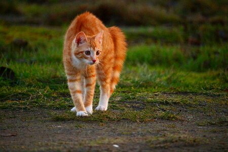 Red cat young cat cat baby