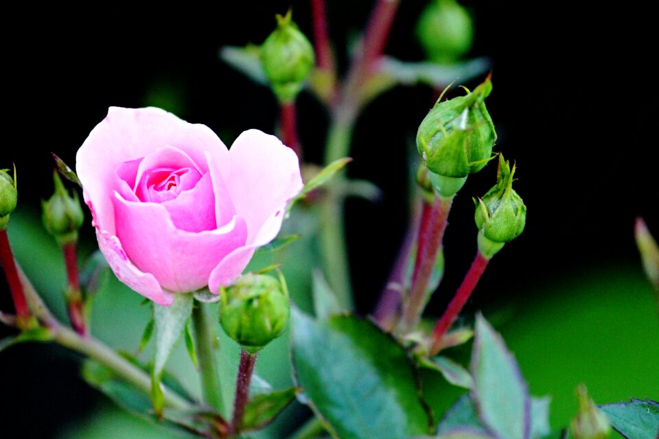 Rose bud rose bloom pink rose