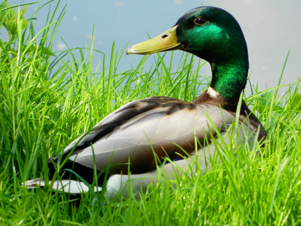 Duck grass animal