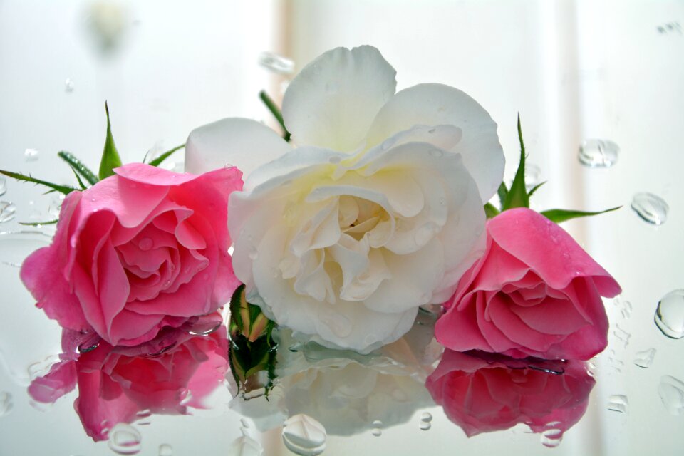 Fragrant roses pedals
