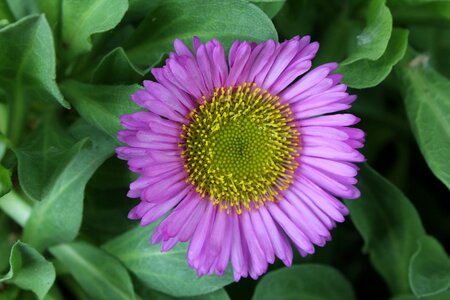 Fleabane daisy border rockery