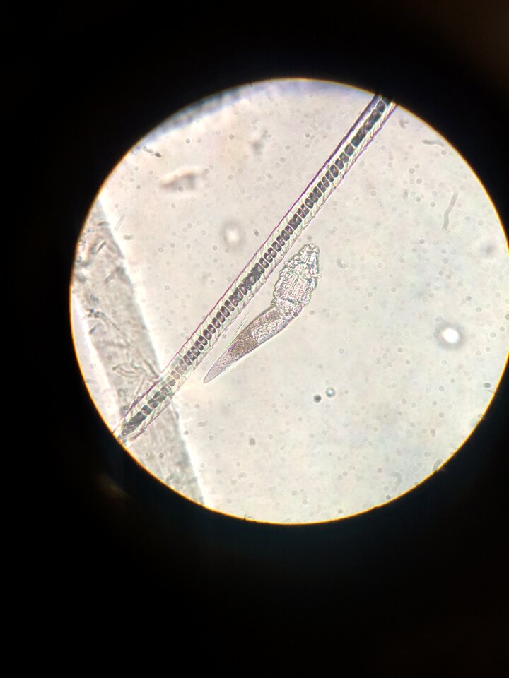 Demodex dog parasite