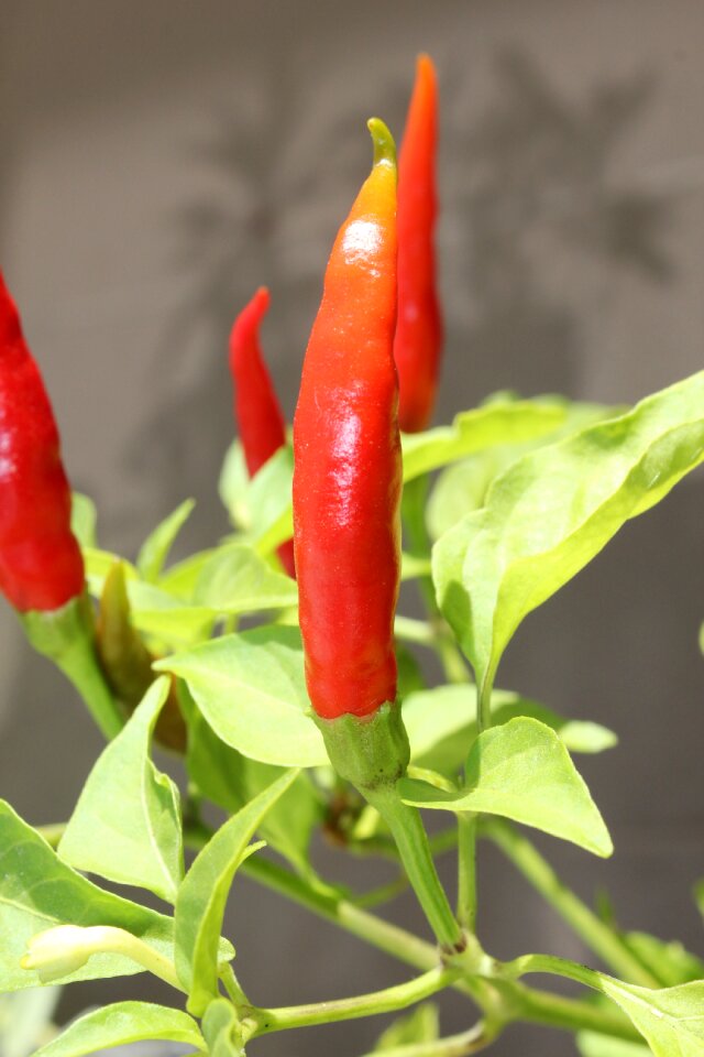Peppers red green