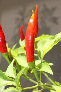 Peppers red green photo