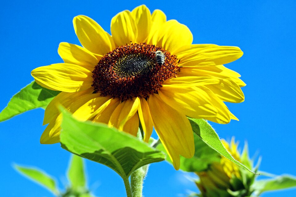 Yellow bee sky