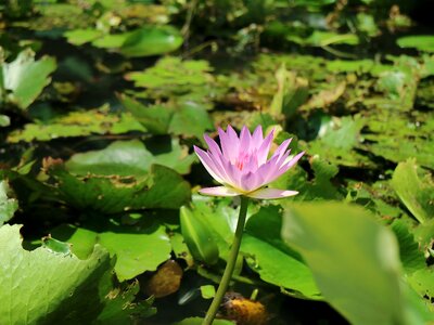 Flowering lotus pond bloom