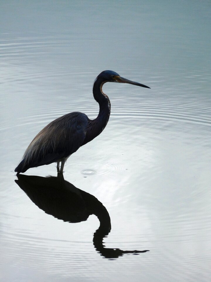 Nature wildlife animal