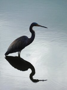 Nature wildlife animal