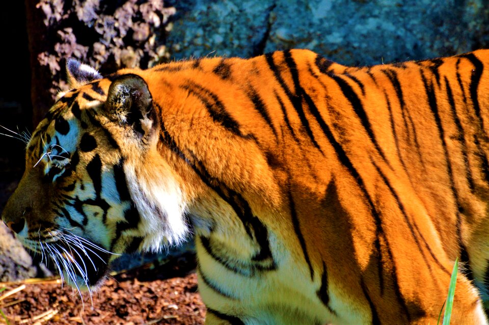 Tiergarten zoo tierpark hellabrunn