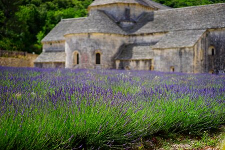 Lavender field abbaye de sénanque monastery photo