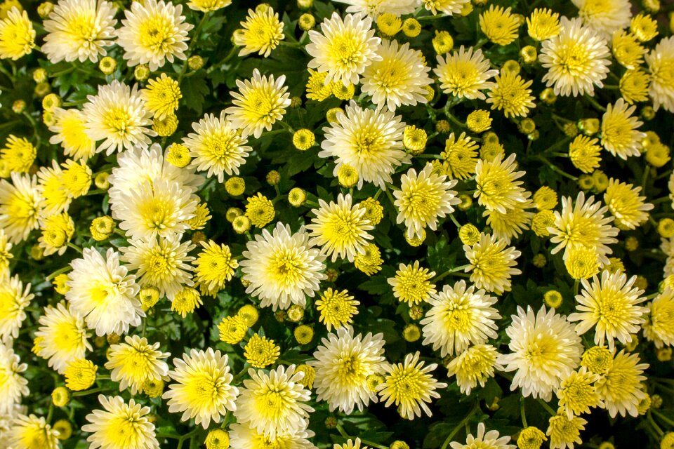 Garden plants autumn