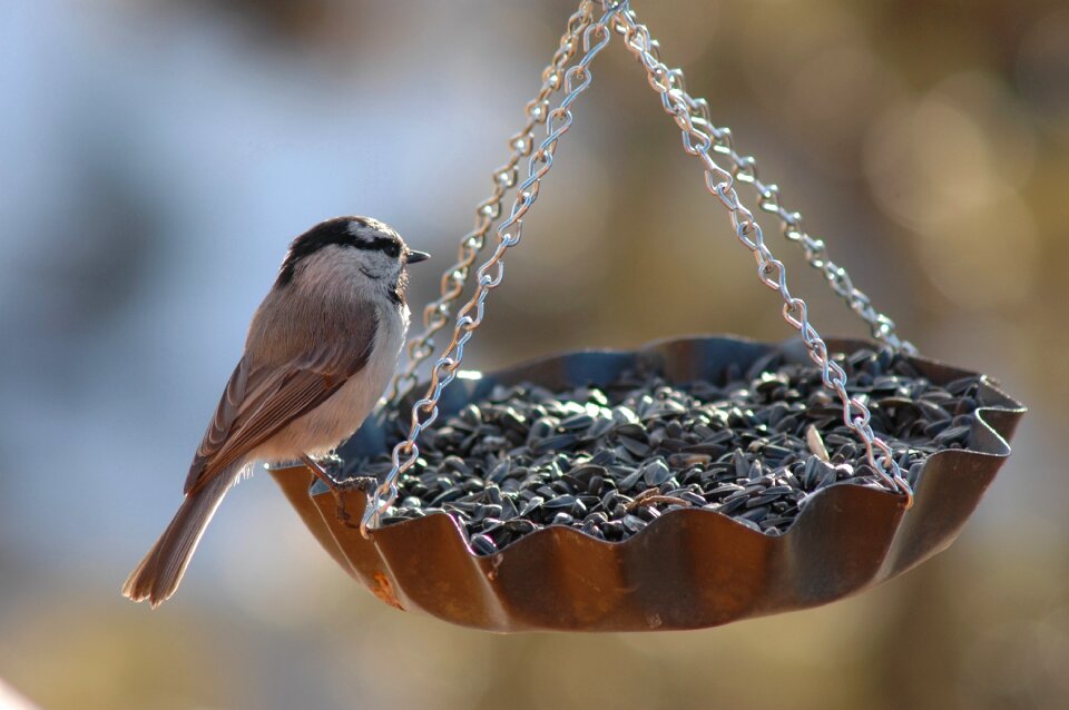 Feeder bird feeder niger seed