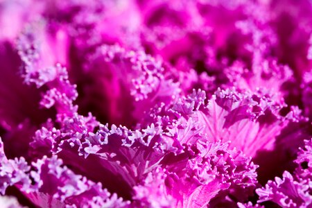 Background cabbage potted plant