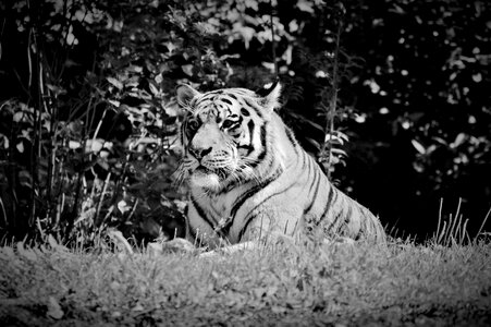 Wildcat dangerous zoo