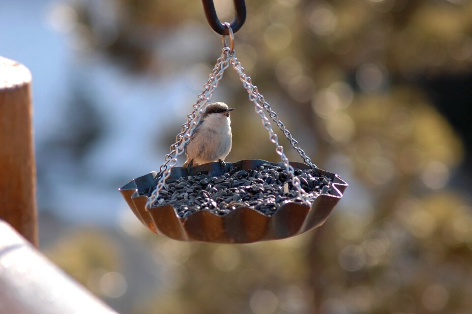 Feeder bird feeder niger seed