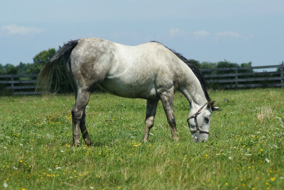Rural nature animal