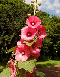 Blossom alcea rosea petal photo