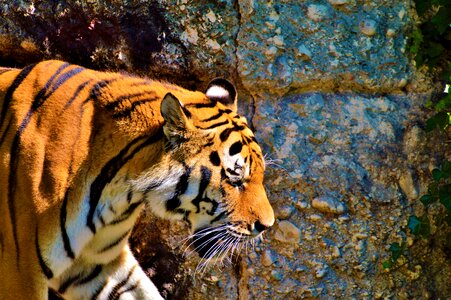 Wildcat dangerous zoo