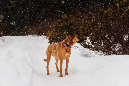 Mutt snow winter