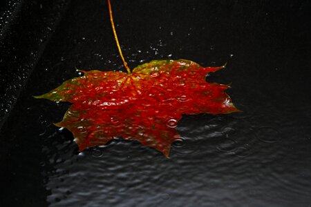 Leaves golden autumn colors of autumn photo