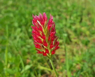Flowers red flowers annual herb