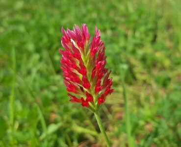 Flowers red flowers annual herb photo