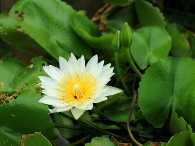 Lotus pond bloom white 蓮 flower