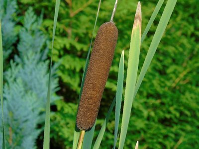Cattail aquatic plant nature