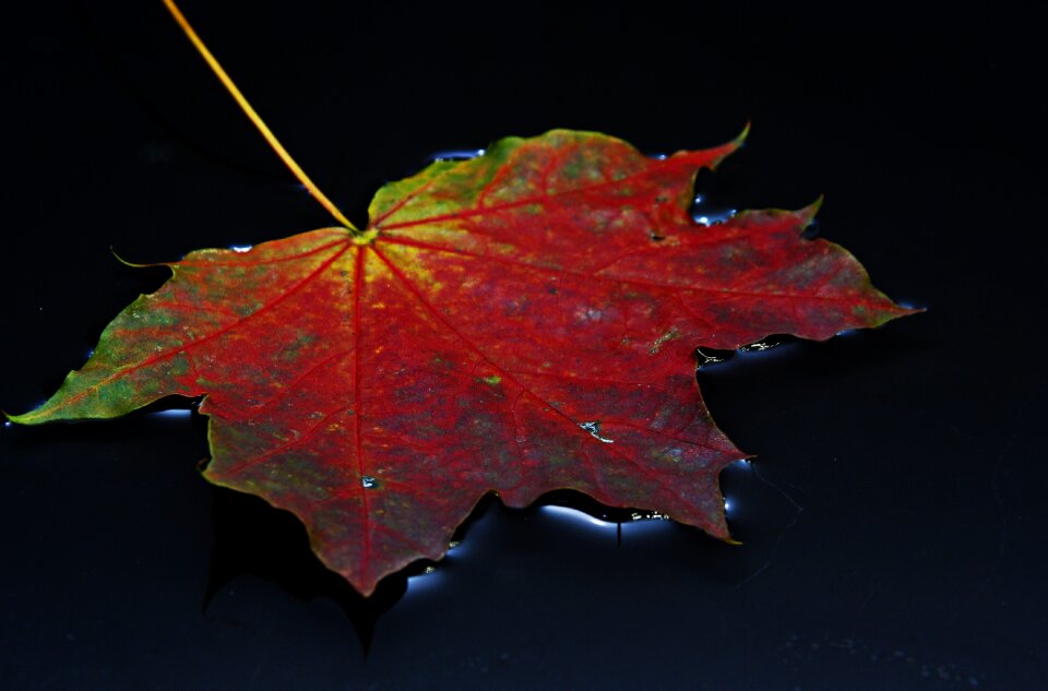 Rain water autumn