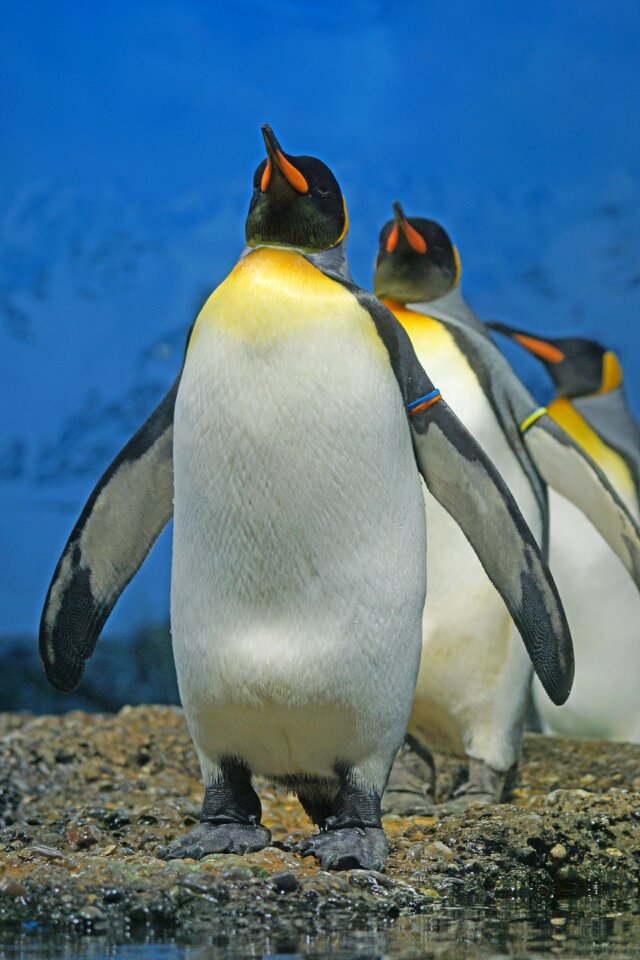 Penguin band bird water bird
