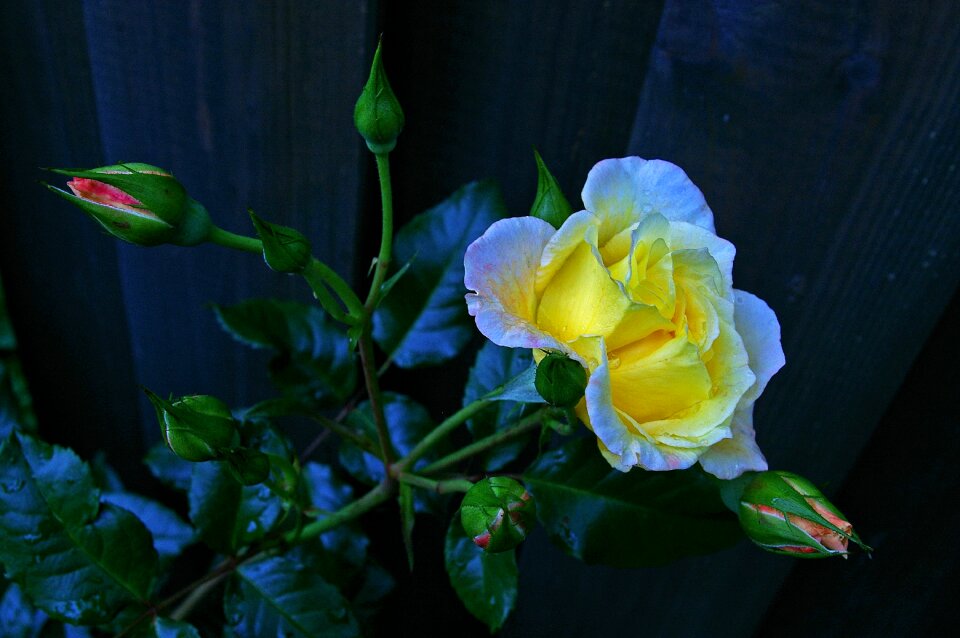 Rose garden nature garden