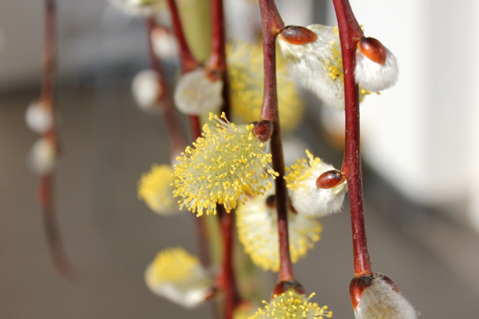 Nature twig signs of spring
