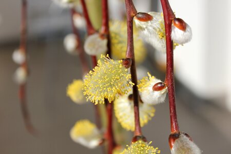 Nature twig signs of spring
