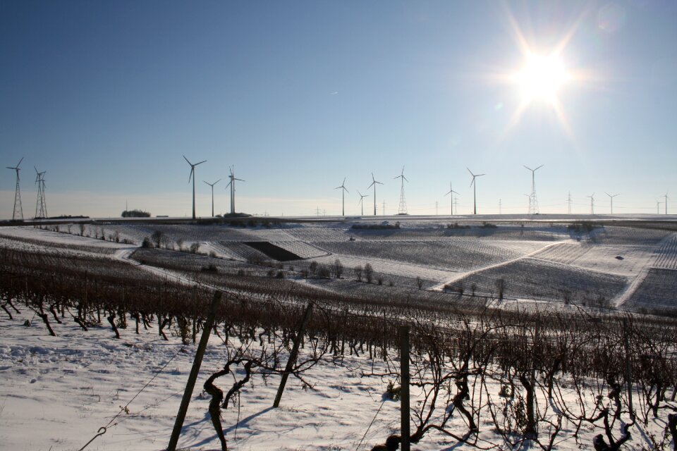 Snow winegrowing cold