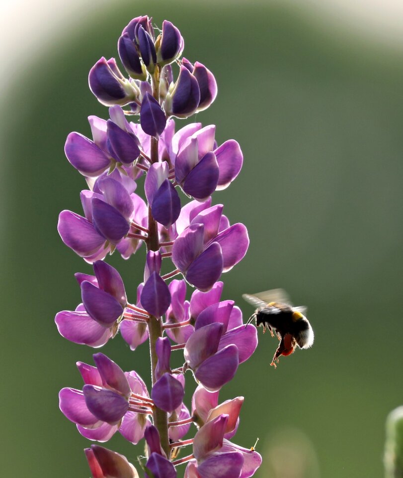 Flower insect spring photo