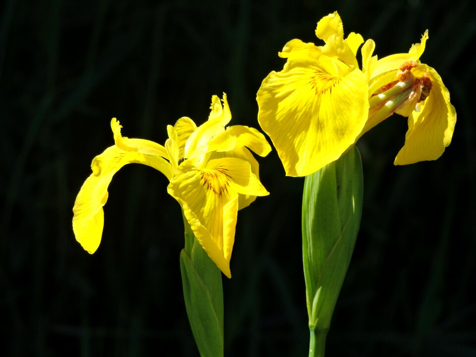 Water plant yellow flower