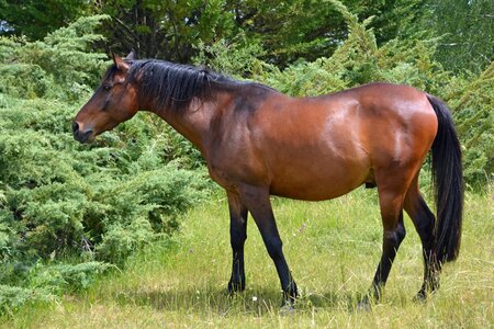 Horses equine breeding horses