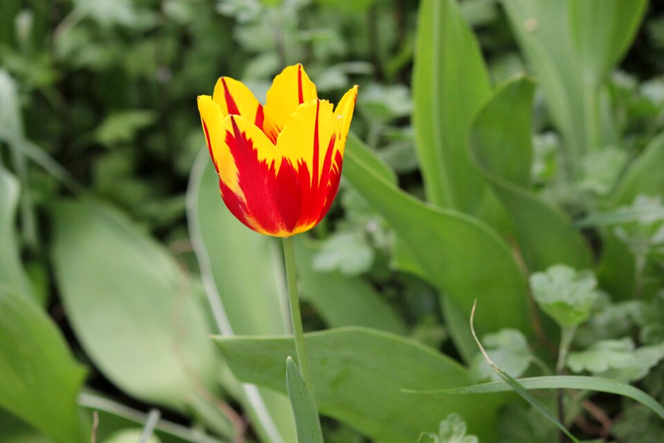 Flowers tulip spring