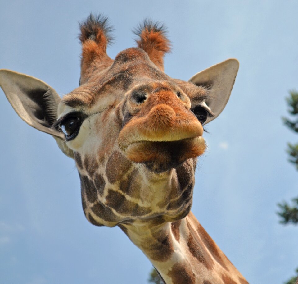Wild animal close up animal portrait